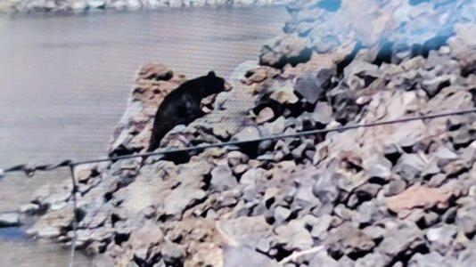 Black bear puts on show at Crater Lake